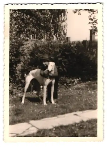 21 Fotografien Hund - Windhund, hübsche Blondine mit Greyhound, Hund-Schnappschüsse in verschiedenen Situationen