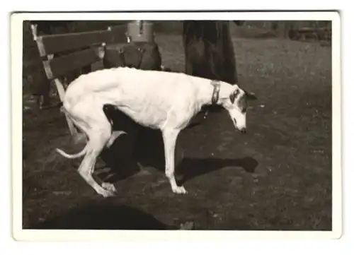 21 Fotografien Hund - Windhund, hübsche Blondine mit Greyhound, Hund-Schnappschüsse in verschiedenen Situationen