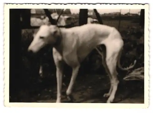 21 Fotografien Hund - Windhund, hübsche Blondine mit Greyhound, Hund-Schnappschüsse in verschiedenen Situationen