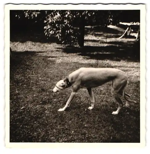 21 Fotografien Hund - Windhund, hübsche Blondine mit Greyhound, Hund-Schnappschüsse in verschiedenen Situationen