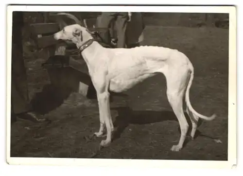 21 Fotografien Hund - Windhund, hübsche Blondine mit Greyhound, Hund-Schnappschüsse in verschiedenen Situationen