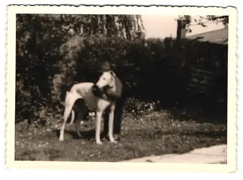 21 Fotografien Hund - Windhund, hübsche Blondine mit Greyhound, Hund-Schnappschüsse in verschiedenen Situationen