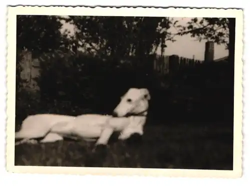 21 Fotografien Hund - Windhund, hübsche Blondine mit Greyhound, Hund-Schnappschüsse in verschiedenen Situationen