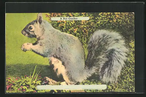 AK Eichhörnchen, A Nut Cracker