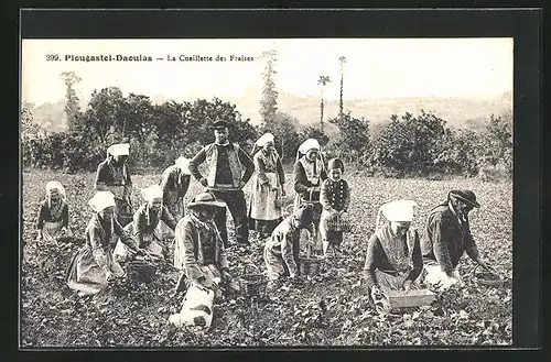 AK Plougastel-Daoulas, La Cueillette des Fraises, Arbeiter beim Pflücken von Erdbeeren