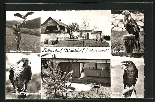 AK Nagold, Falkenhof Walddorf im Schwarzwald, Aussenansicht, Falkner mit See-Adler, Roter Milan, Kolkrabe, Wanderfalke