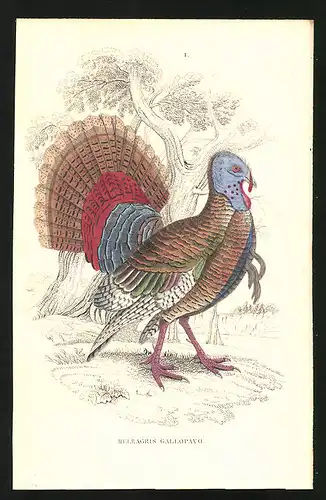 Stahlstich Meleagris gallopavo, altkoloriert, aus Cabinet des Thierreiches v. Sir William Jardine, I. Ornithologie