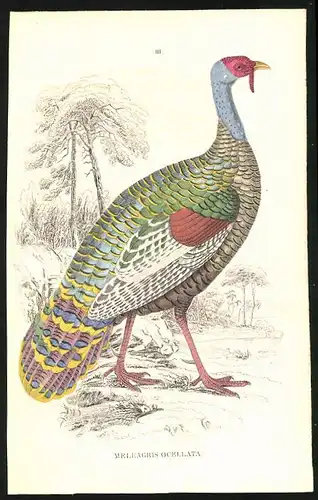 Stahlstich Meleagris ocellata, altkoloriert, aus Cabinet des Thierreiches v. Sir William Jardine, I. Ornithologie