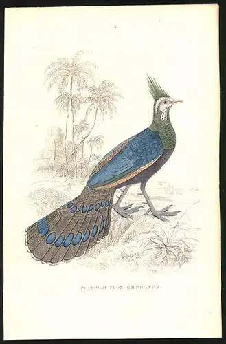 Stahlstich Polyplectron emphanum, altkoloriert, aus Cabinet des Thierreiches v. Sir William Jardine, I. Ornithologie