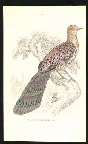Stahlstich Polyplectron chinguis, altkoloriert, aus Cabinet des Thierreiches v. Sir William Jardine, I. Ornithologie