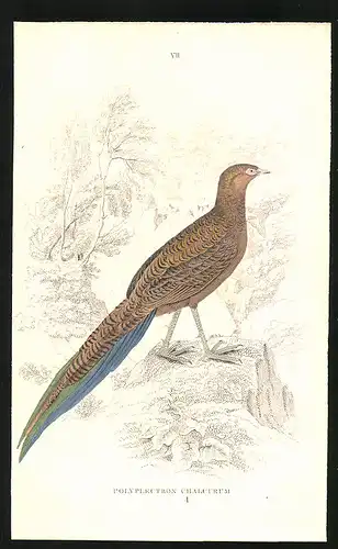 Stahlstich Polyplectron chalcurum, altkoloriert, aus Cabinet des Thierreiches v. Sir William Jardine, I. Ornithologie