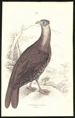 Stahlstich Euplocomus ignitus fem., altkoloriert, aus Cabinet des Thierreiches v. Sir William Jardine, I. Ornithologie