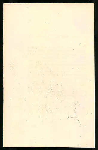 Stahlstich Tragopan melanocephalus, altkoloriert, aus Cabinet des Thierreiches v. Sir William Jardine, I. Ornithologie