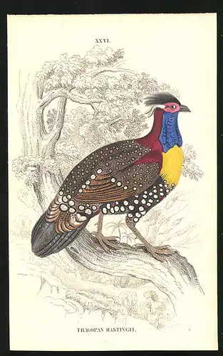 Stahlstich Tragopan hastingii, altkoloriert, aus Cabinet des Thierreiches v. Sir William Jardine, I. Ornithologie