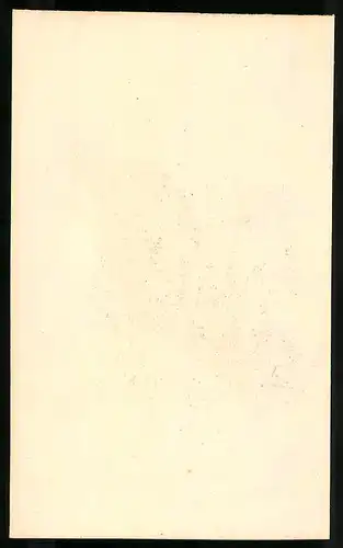Stahlstich Tragopan hastingii, altkoloriert, aus Cabinet des Thierreiches v. Sir William Jardine, I. Ornithologie