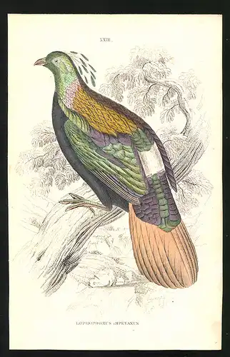 Stahlstich Lophophorus impeyanus, altkoloriert, aus Cabinet des Thierreiches v. Sir William Jardine, I. Ornithologie