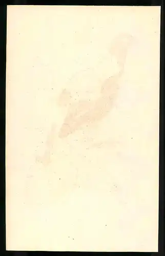 Stahlstich Lophophorus impeyanus, altkoloriert, aus Cabinet des Thierreiches v. Sir William Jardine, I. Ornithologie