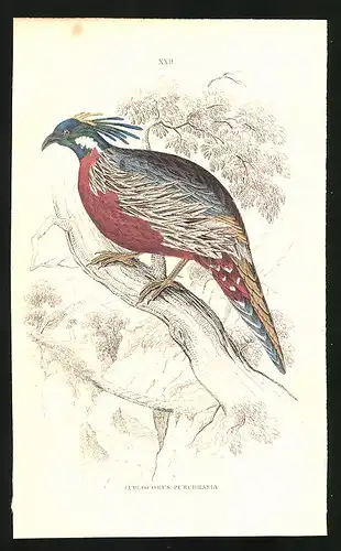 Stahlstich Euplocomus purchrasia, altkoloriert, aus Cabinet des Thierreiches v. Sir William Jardine, I. Ornithologie