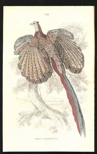 Stahlstich Argus giganteus, altkoloriert, aus Cabinet des Thierreiches v. Sir William Jardine, I. Ornithologie