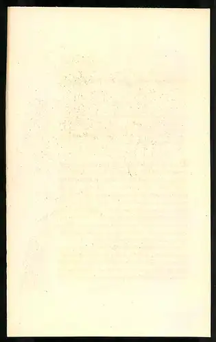 Stahlstich Argus giganteus, altkoloriert, aus Cabinet des Thierreiches v. Sir William Jardine, I. Ornithologie