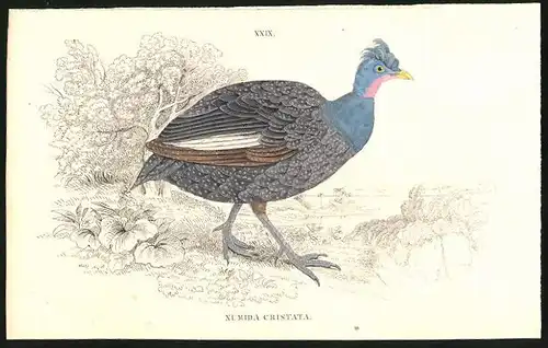 Stahlstich Numida cristata, altkoloriert, aus Cabinet des Thierreiches v. Sir William Jardine, I. Ornithologie