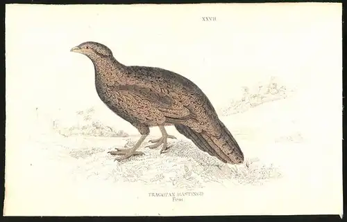 Stahlstich Tragopan hastingii fem., altkoloriert, aus Cabinet des Thierreiches v. Sir William Jardine, I. Ornithologie
