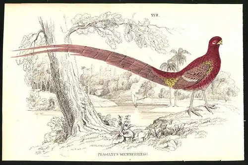 Stahlstich Phasianus soemmerringii, altkoloriert, aus Cabinet des Thierreiches v. Sir William Jardine, I. Ornithologie