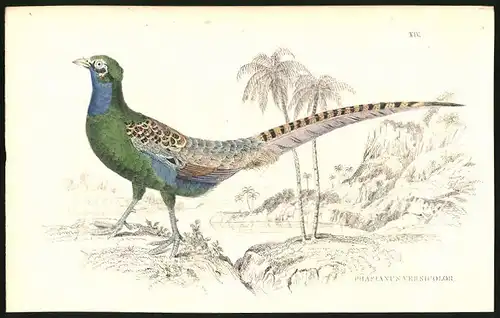 Stahlstich Phasianus versicolor, altkoloriert, aus Cabinet des Thierreiches v. Sir William Jardine, I. Ornithologie