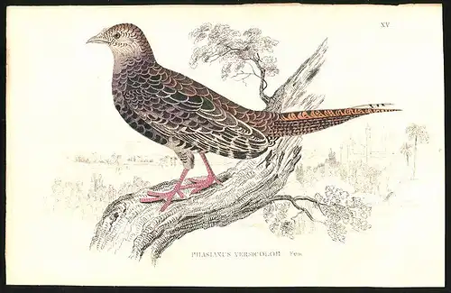 Stahlstich Phasianus versicolor fem., altkoloriert, aus Cabinet des Thierreiches v. Sir William Jardine, I. Ornithologie