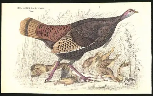 Stahlstich Meleagris gallopavo fem., altkoloriert, aus Cabinet des Thierreiches v. Sir William Jardine, I. Ornithologie
