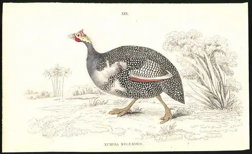 Stahlstich Numida meleagris, altkoloriert, aus Cabinet des Thierreiches v. Sir William Jardine, I. Ornithologie