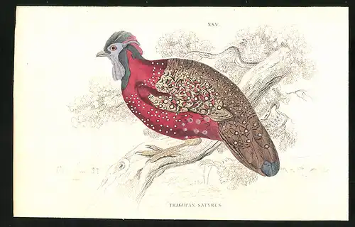 Stahlstich Tragopan satyrus, altkoloriert, aus Cabinet des Thierreiches v. Sir William Jardine, I. Ornithologie