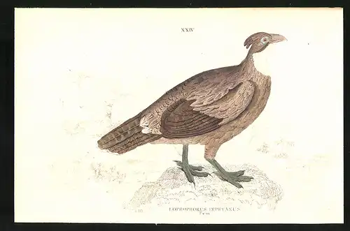 Stahlstich Lophophorus impeyanus fem., altkoloriert, aus Cabinet des Thierreiches v. Sir William Jardine, 11 x 17cm