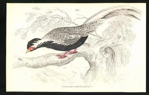 Stahlstich Phasianus nycthemerus, altkoloriert, aus Cabinet des Thierreiches v. Sir William Jardine, I. Ornithologie