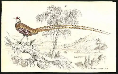 Stahlstich Phasianus veneratus, altkoloriert, aus Cabinet des Thierreiches v. Sir William Jardine, I. Ornithologie