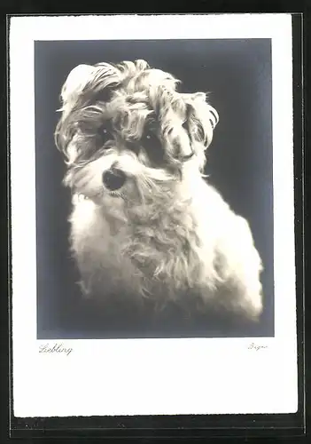 AK Terrier, Liebling