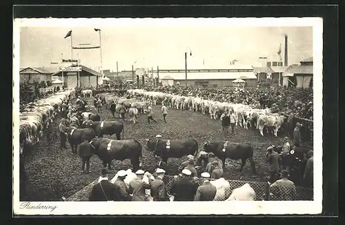 AK München, 35. Landwirtschaftliche Wanderausstellung 1929, Rinderring