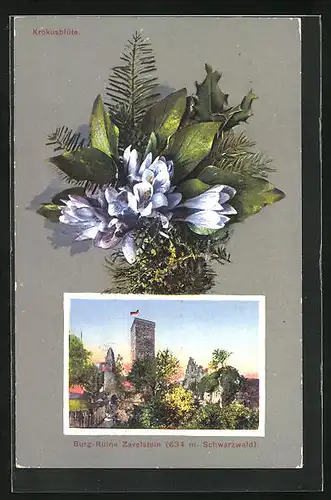 AK Zavelstein / Schwarzwald, Burgruine mit Krokusblüte