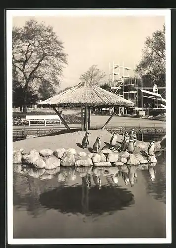 AK Hamburg, Internationale Gartenbau-Ausstellung 1953, Pinguinteich mit Paolozzibrunnen