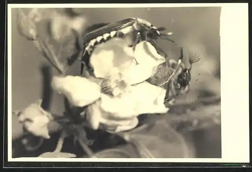 Fotografie Schirmer, Berlin, Makroaufnahme Maikäfer auf einer Blüte
