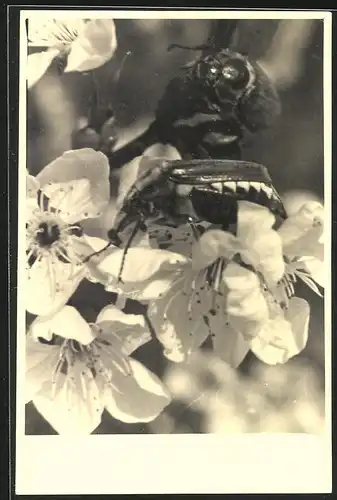Fotografie Schirmer, Berlin, Makroaufnahme Maikäfer auf einer Blüte sitzend