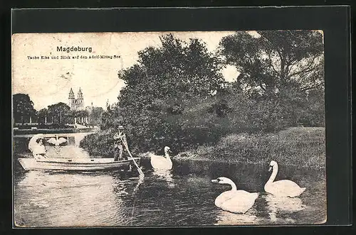 AK Magdeburg, Taube Elbe und Blick auf den Adolf-Mittag-See