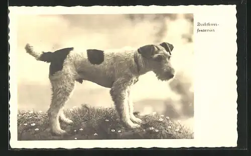 AK Drahthaar-Foxterrier steht auf einer Wiese