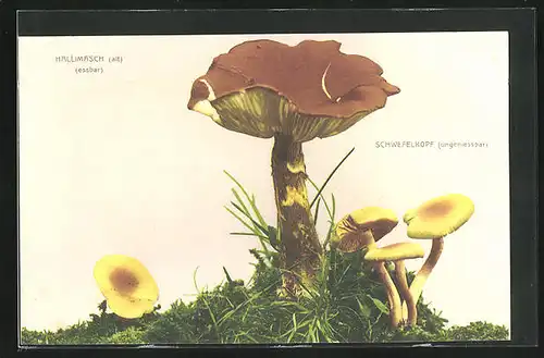 AK Pilz, Hallimasch essbar neben ungeniessbaren Schwefelkopf