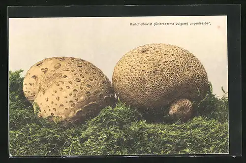 AK Pilz, der ungeniessbare Kartoffelbovist