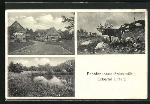 AK Eckertal /Harz, Pensionshaus Eckermühle