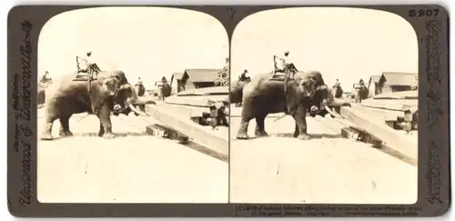 Stereo-Fotografie Underwood, London, Inder in Rangoon mit Elefanten beim aufstapeln von Holz