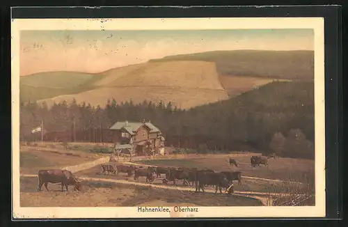 AK Hahnenklee /Oberharz, Blick auf Haus an Kuhweide