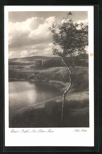 AK Daun / Eifel, Junger Baum am Toten-Maar