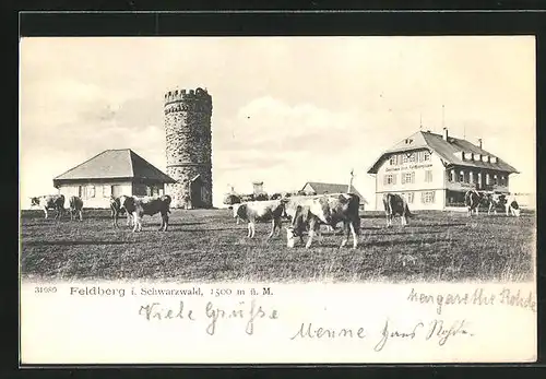 AK Feldberg /Schwarzwald, Gasthaus z. Feldbergturm mit grasenden Kühen